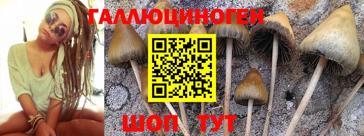 Галлюциногенные грибы Psilocybine cubensis Котовск